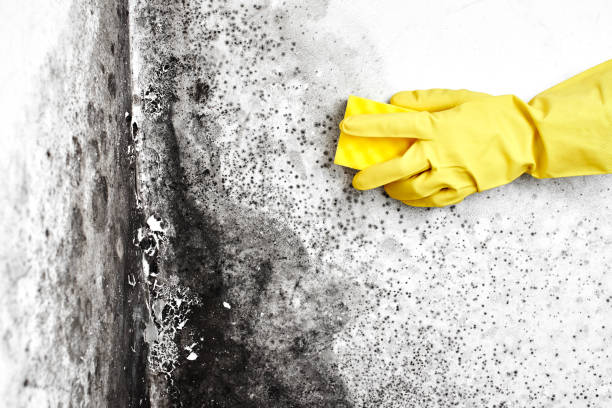 Best Home Mold Removal  in Santa Anna, TX