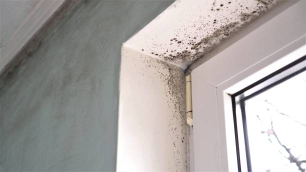 Best Certified Mold Removal  in Santa Anna, TX