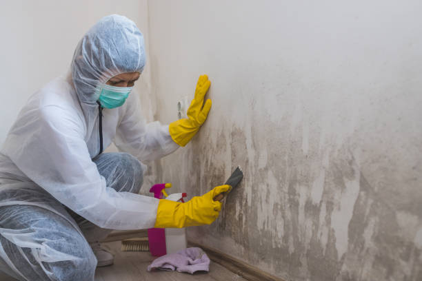 Certified Mold Removal in Santa Anna, TX