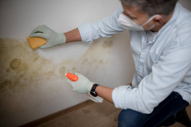 Best Mold Cleaning Services  in Santa Anna, TX