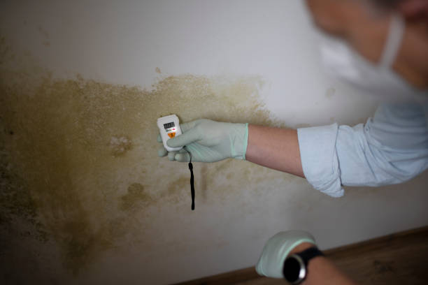 Best Residential Mold Removal  in Santa Anna, TX