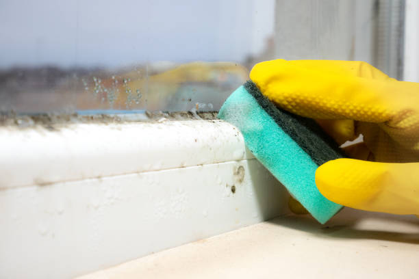 Best Home Mold Removal  in Santa Anna, TX