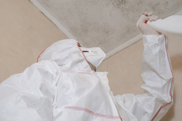 Best Local Mold Removal Service  in Santa Anna, TX