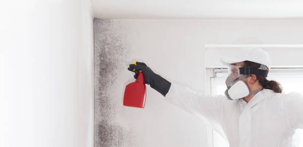 Best Office Mold Removal Services  in Santa Anna, TX