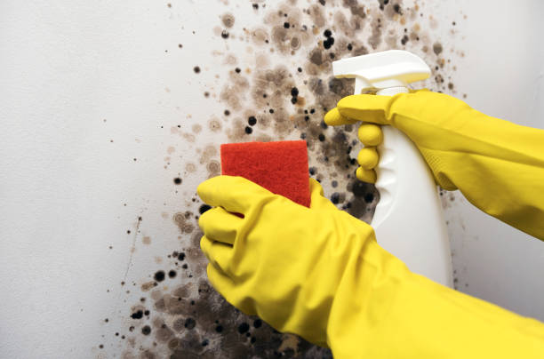 Best Mold Removal Company Near Me  in Santa Anna, TX