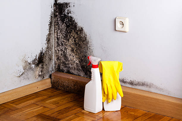 Best Best Mold Removal Companies  in Santa Anna, TX